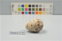 藏品(燕鷗卵)的圖片